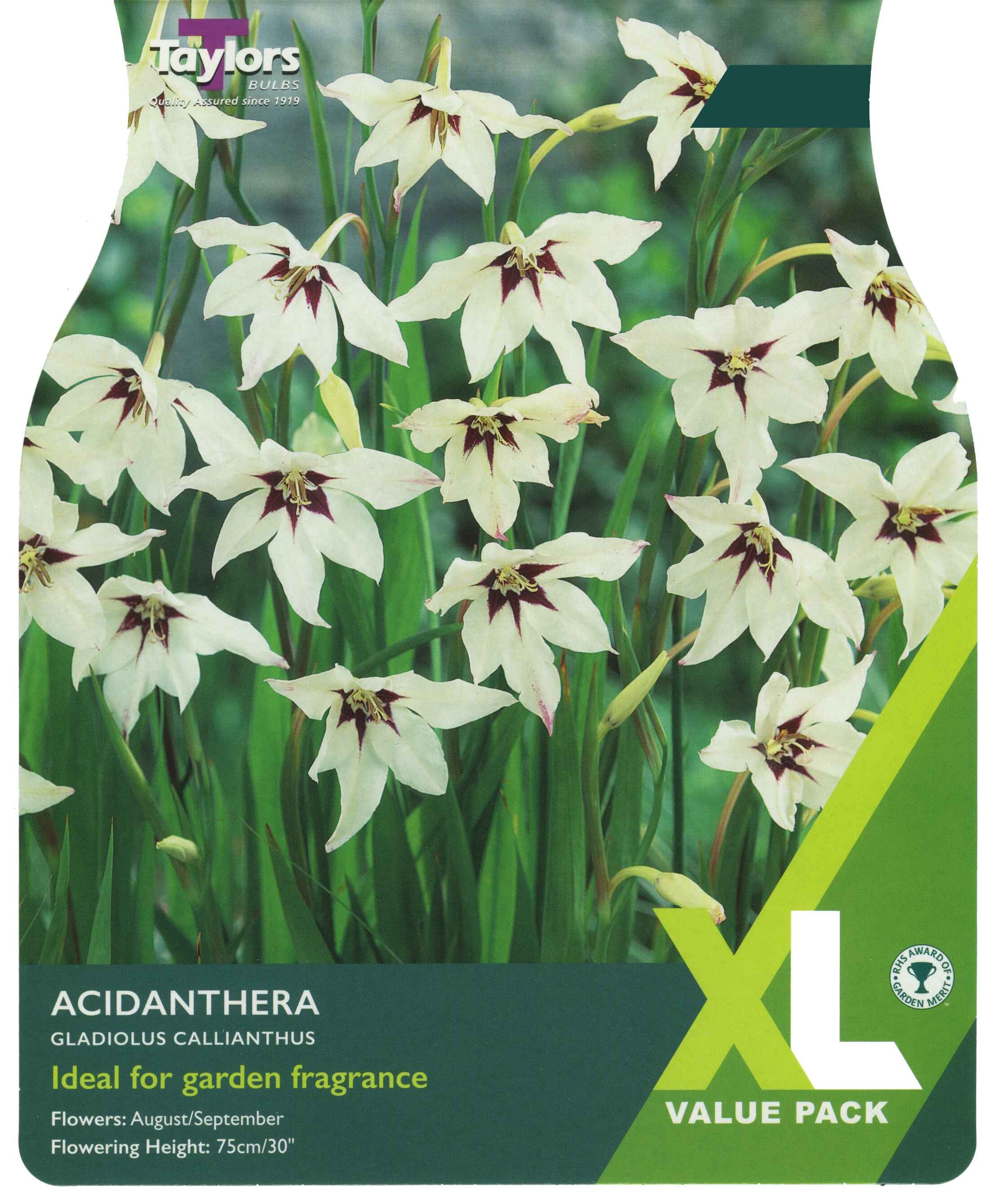 Taylor's Bulbs Gladiolus Callianthus XL Value Pack