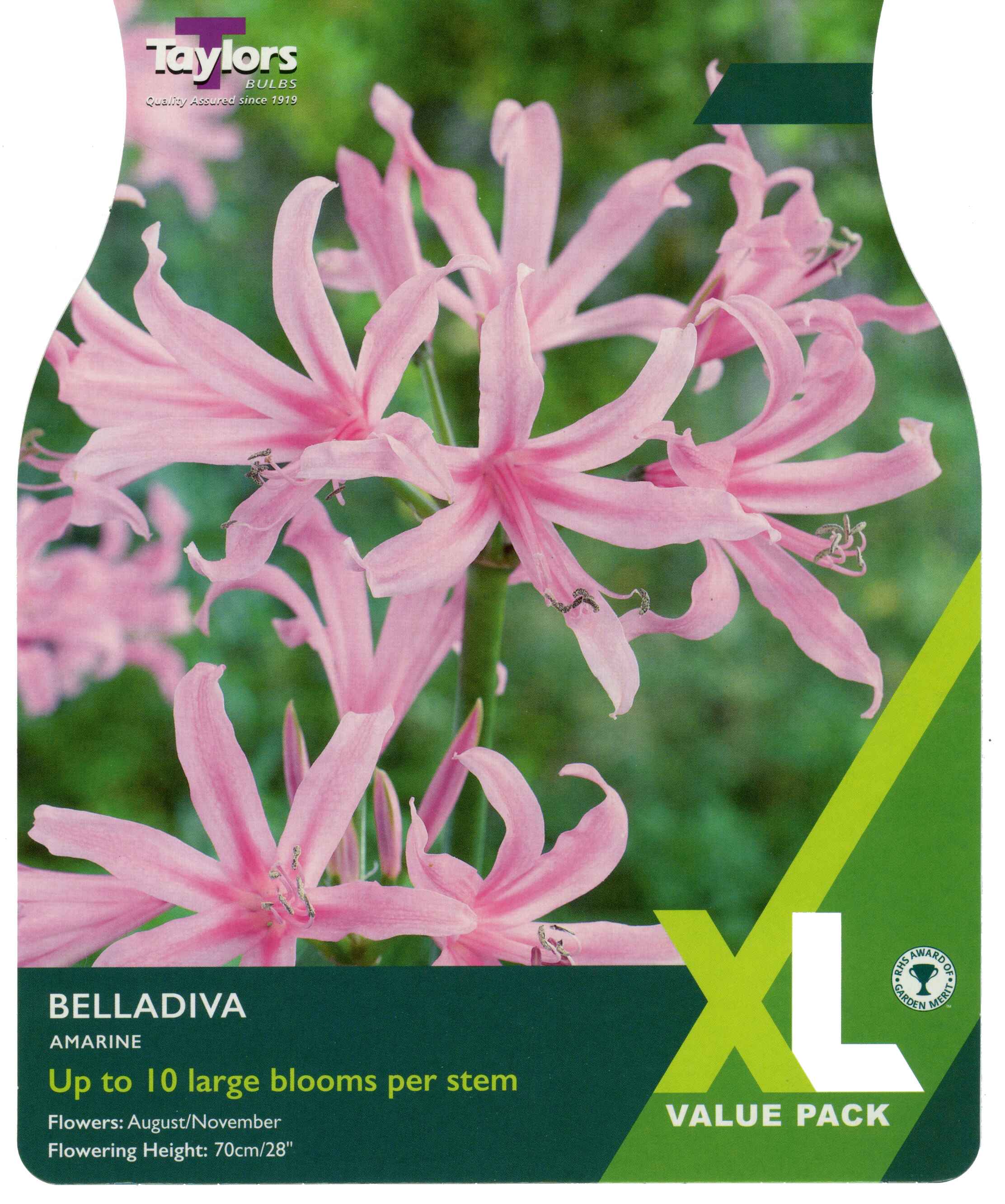 Taylor's Bulbs Amarine Belladiva XL Value Pack