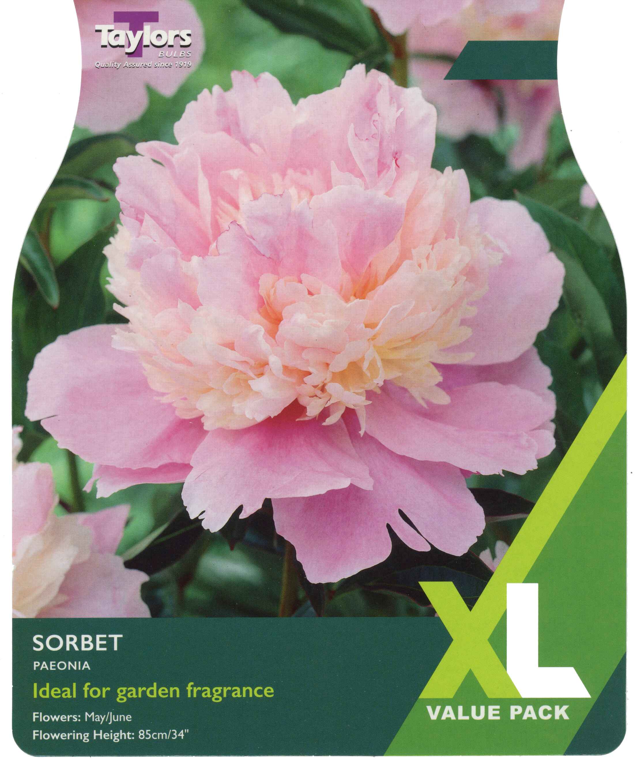 Taylor's Bulbs Paeonia Sorbet XL Value Pack