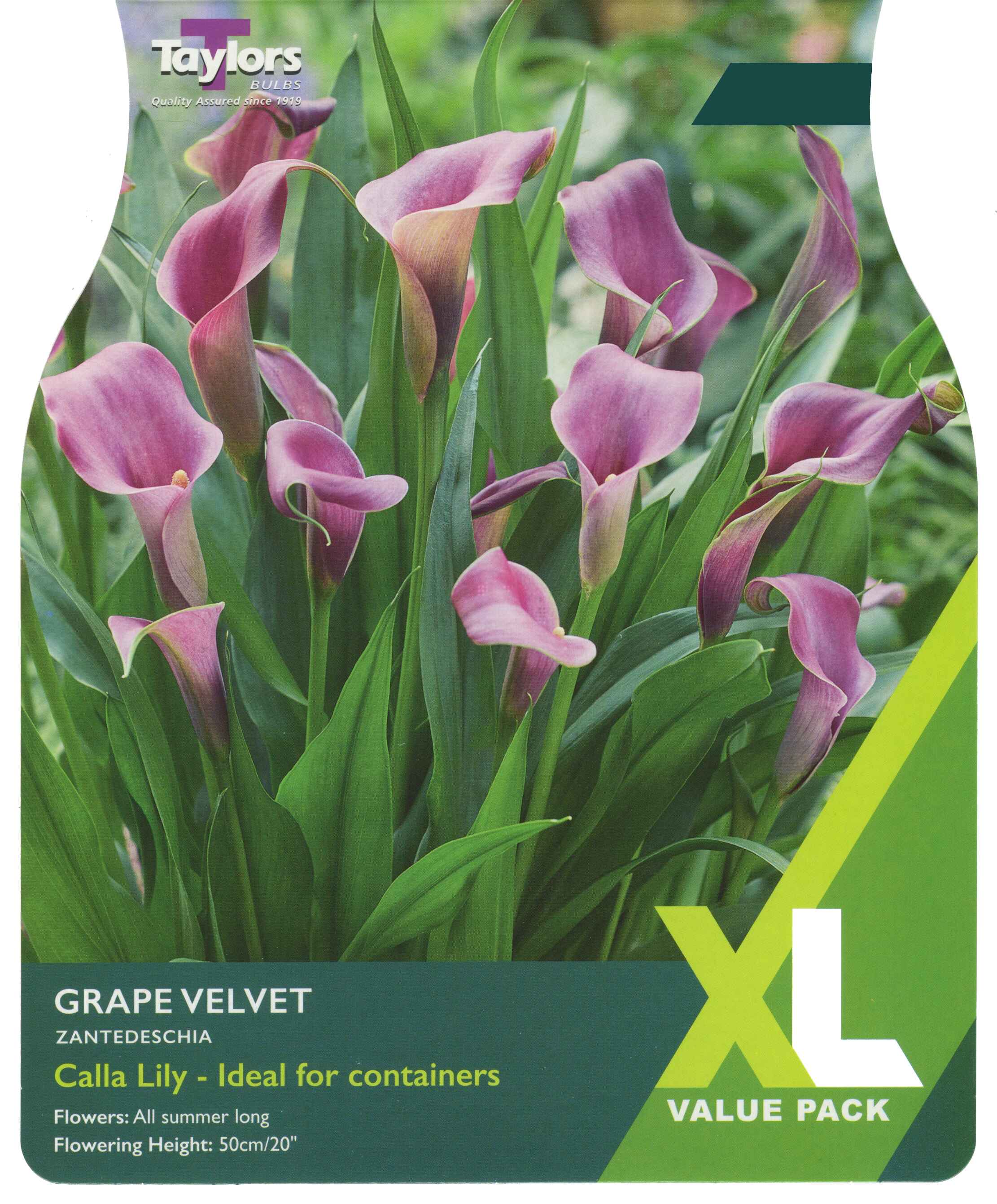 Taylor's Bulbs Calla Lily Zantedeschia Grape Velvet XL Value Pack