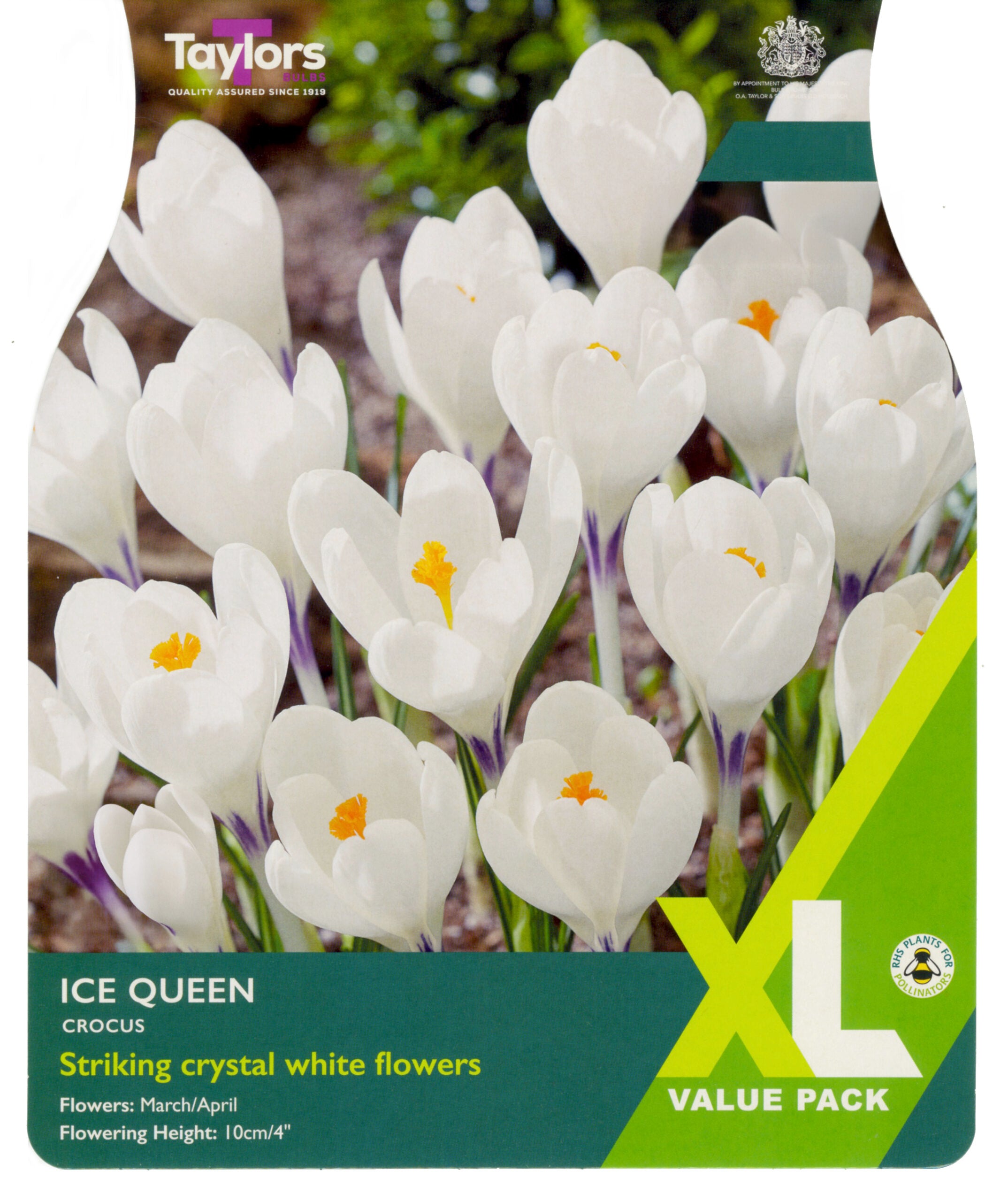 Taylor's Bulbs Crocus Ice Queen XL Value Pack