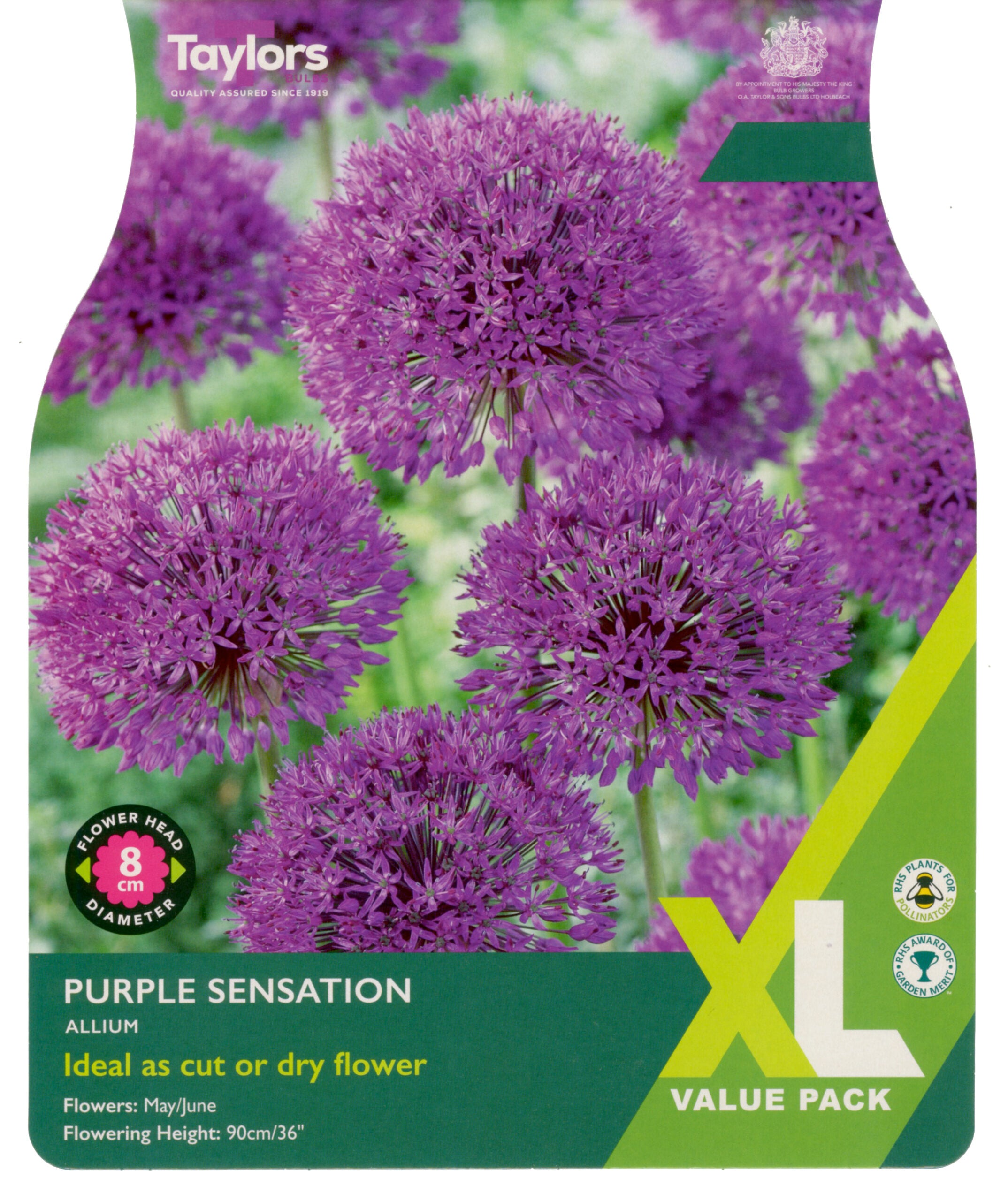 Taylor's Bulbs XL Value Pack Allium Purple Sensation