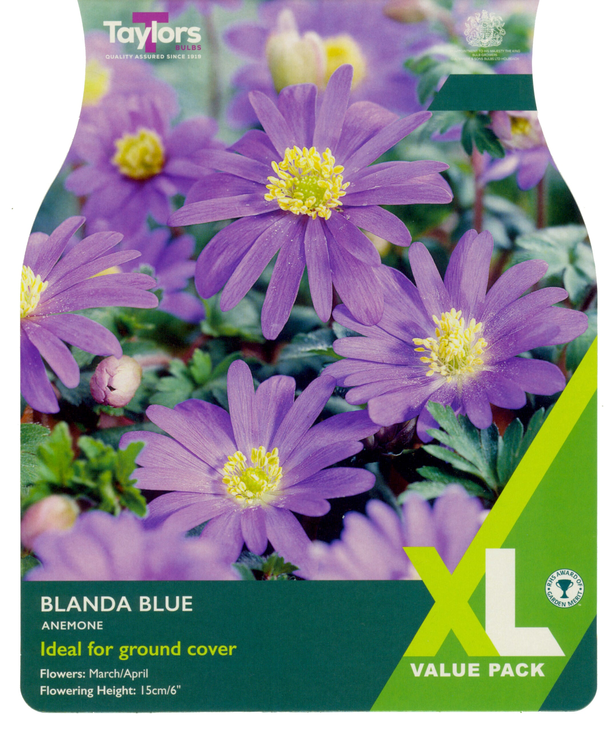 Taylor's Bulbs XL Value Pack Anemone Blanda Blue