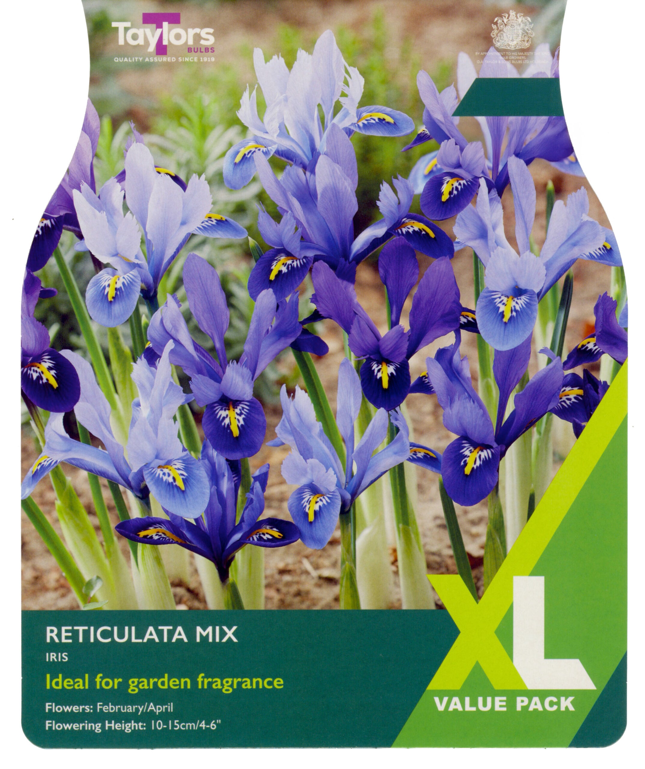 Taylor's Bulbs XL Value Pack Iris Reticulata Mixed