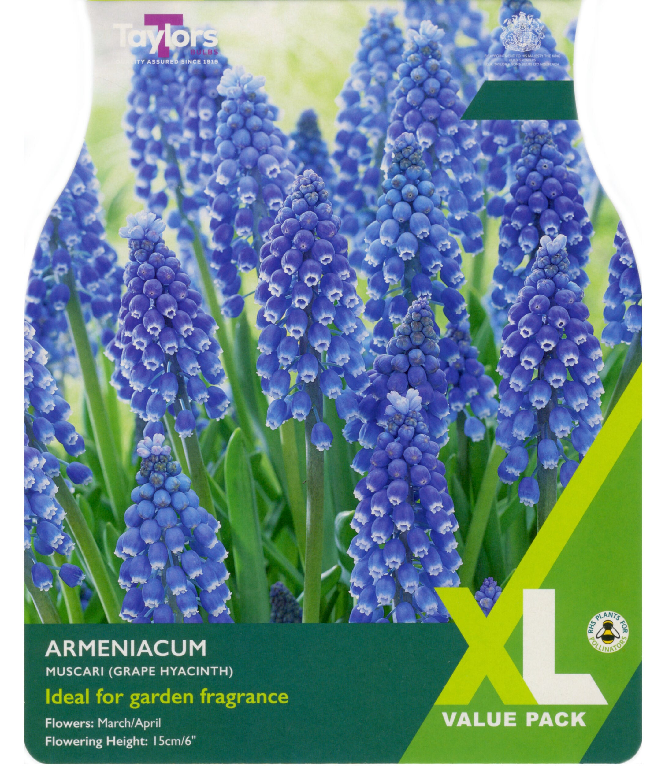Taylor's Bulbs XL Value Pack Muscari Armeniacum