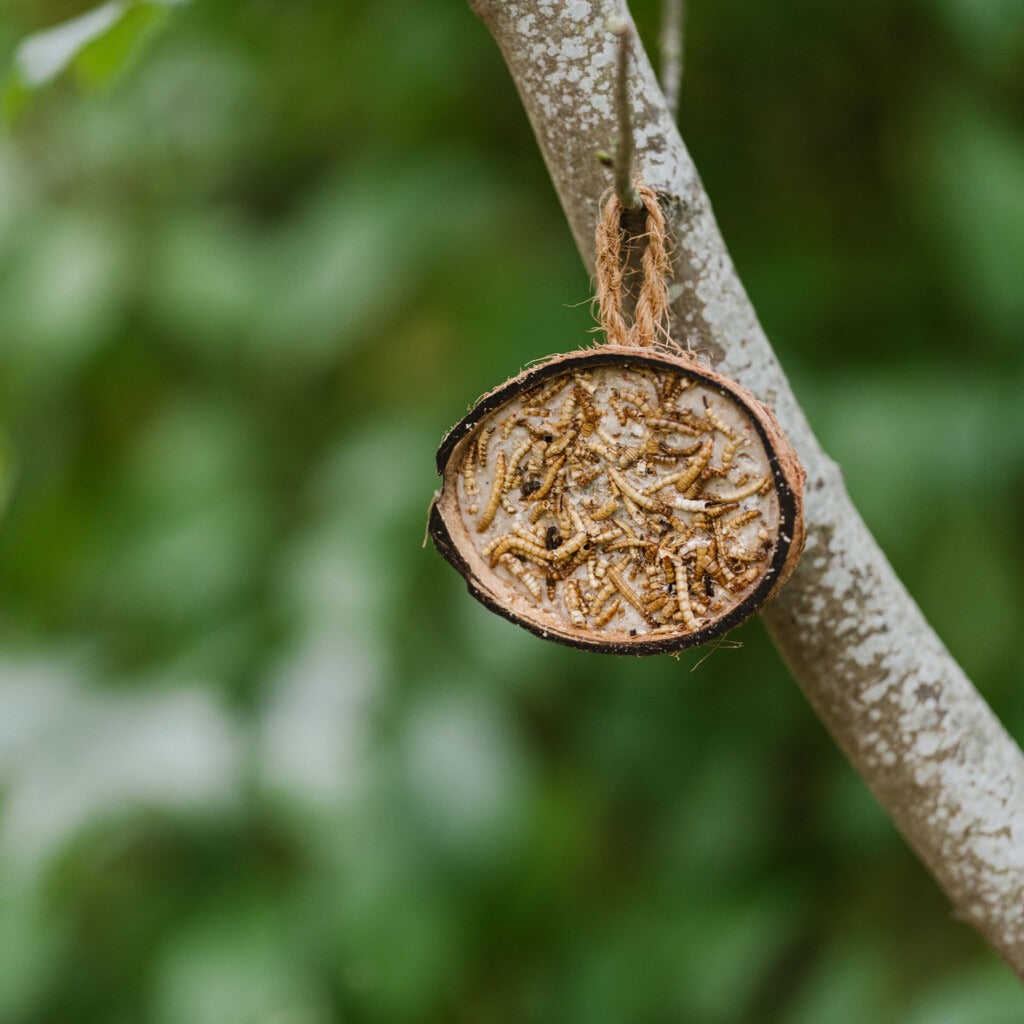 Gardman Supreme Coconut Feeder With Mealworms