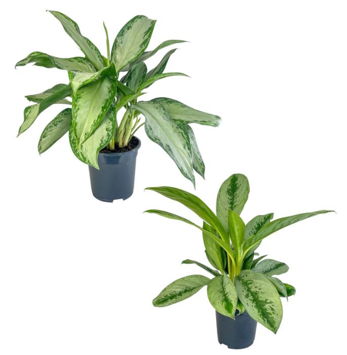 Aglaonema Mix