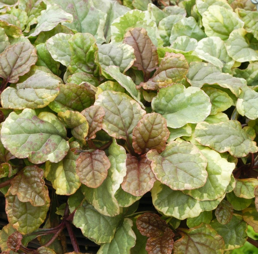 Ajuga Golden Beauty