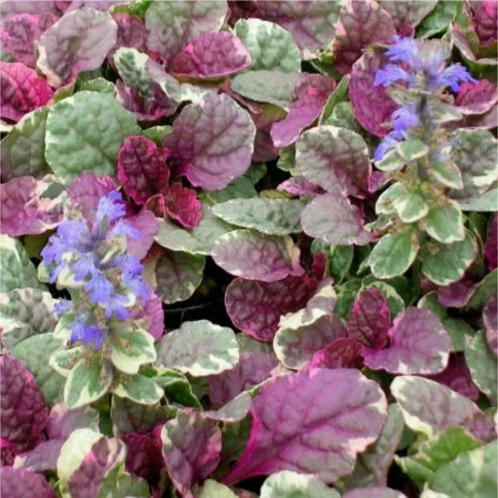 Ajuga Burgundy Glow
