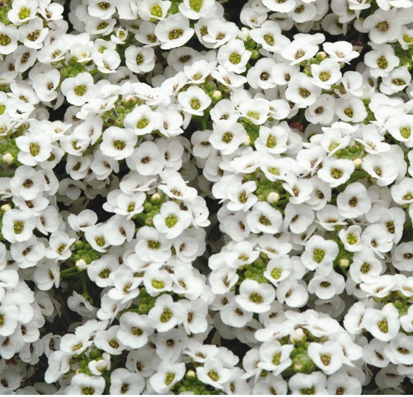 Alyssum Clear Crystal White 9 Pack