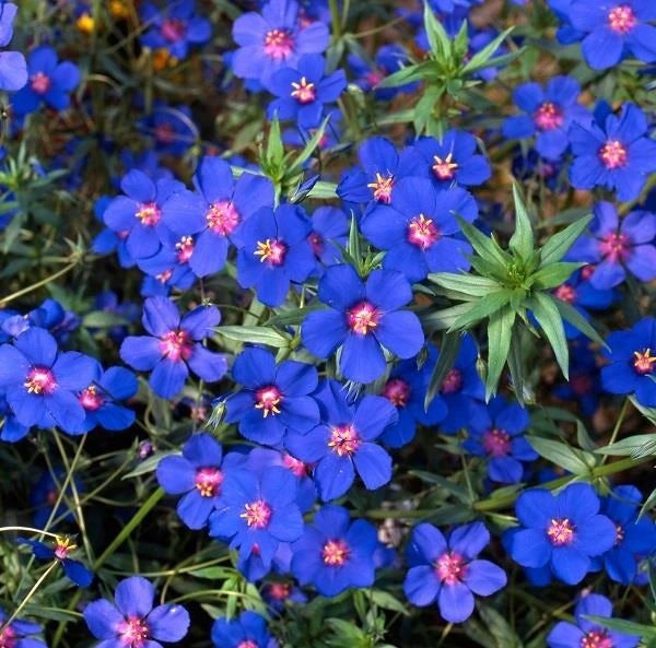Anagallis Skylover 1L
