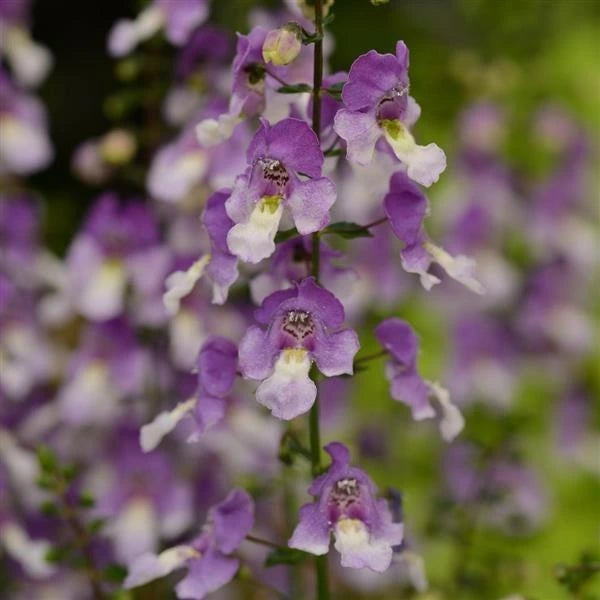 Angelonia Archangel Blue Bcol 2L
