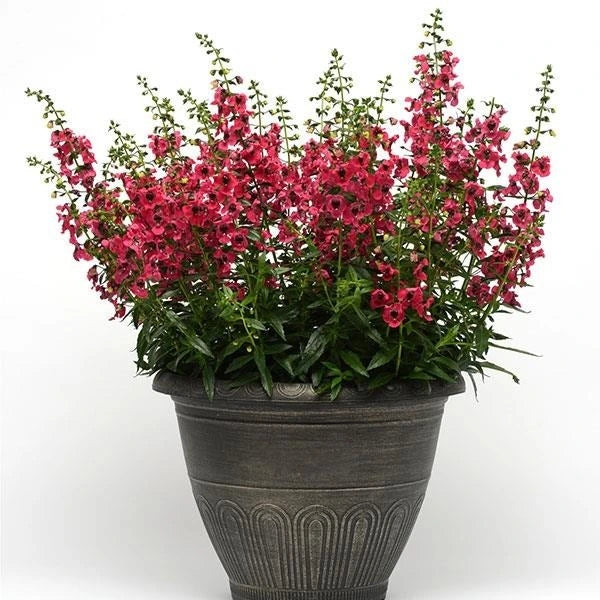 Angelonia Archangel Cherry Red 2L
