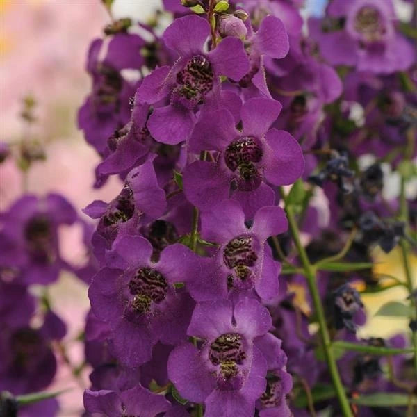 Angelonia Archangel Purple 2L