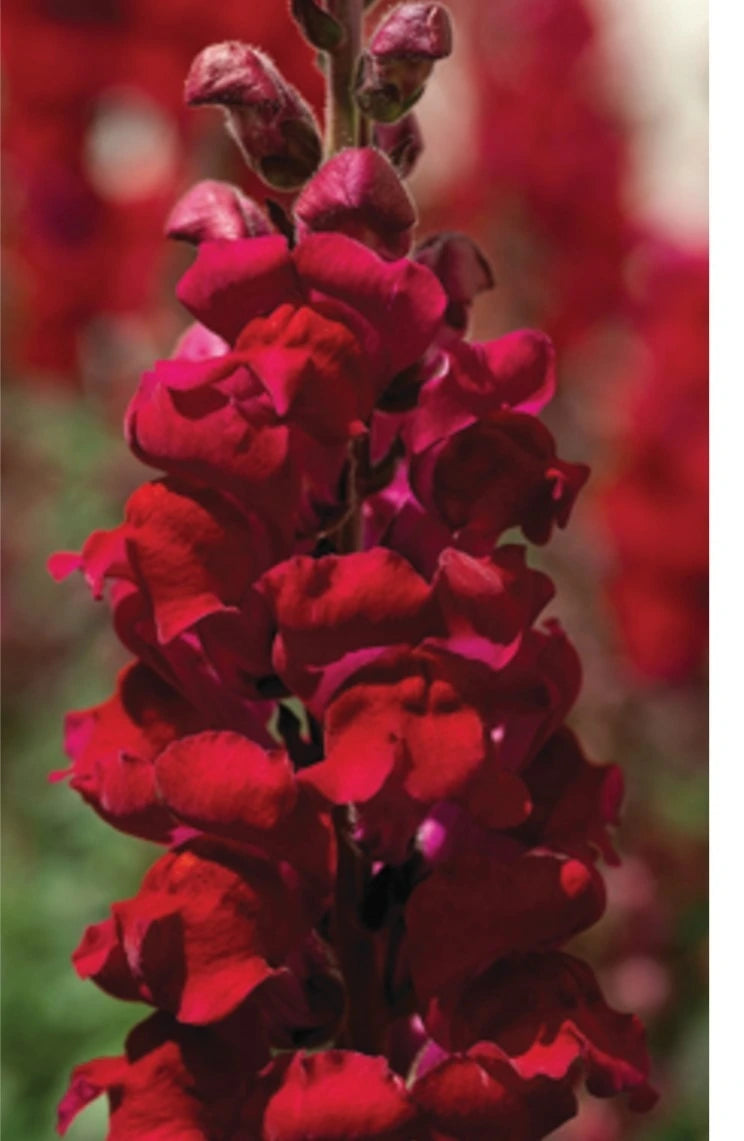 Antirrhinum Sonnet Scarlet 9 Pack