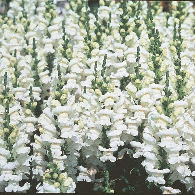 Antirrhinum Sonnet White 9 Pack