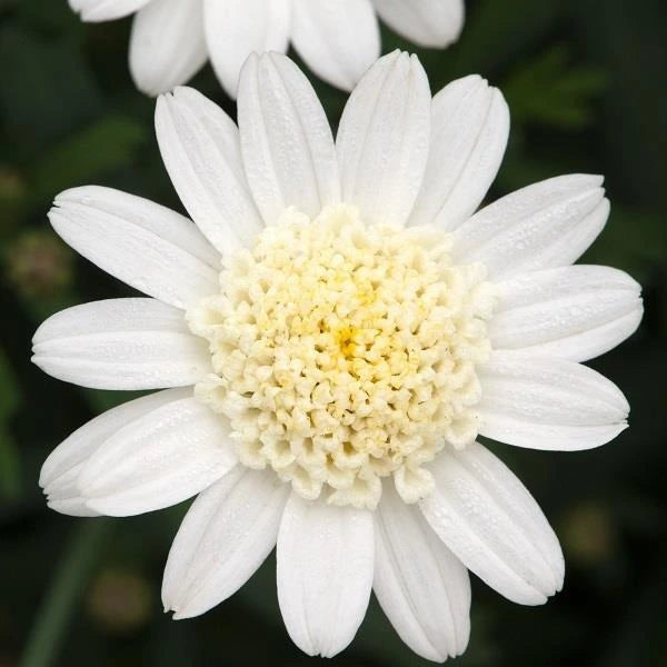 Argyranthemum Madeira Crest White 1L