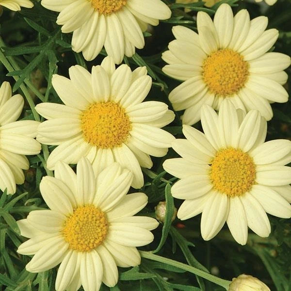 Argyranthemum Madeira Yellow 1L
