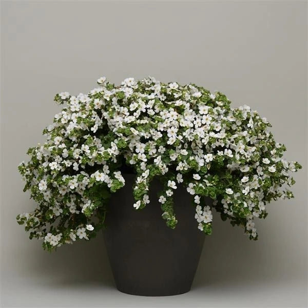 Bacopa Megacopa White 1L
