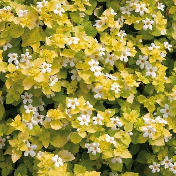 Bacopa Scopia Golden Leaves White 10.5cm