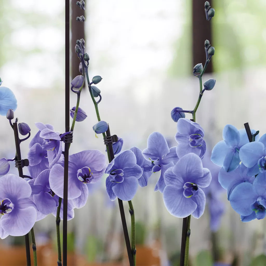 Gardman Bamboo Plant Sticks 60cm (24") - Pack of 25