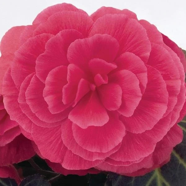 Begonia Nonstop Mocca Pink Shades 10.5cm