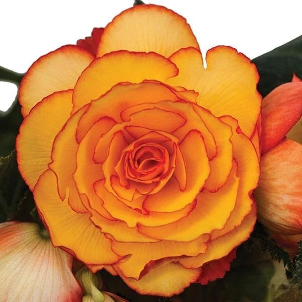 Begonia On Top Sun Glow 1L