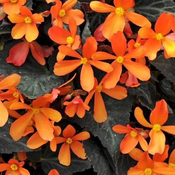 Begonia Glowing Embers 1L