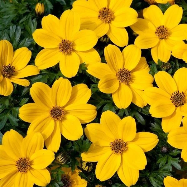 Bidens Blazing Glory 1L