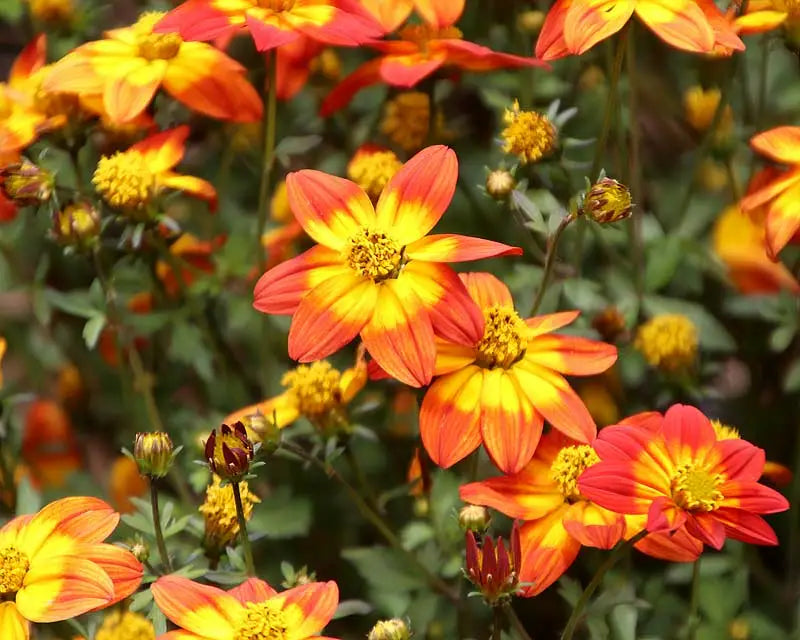Bidens Blazing Glory 10.5cm