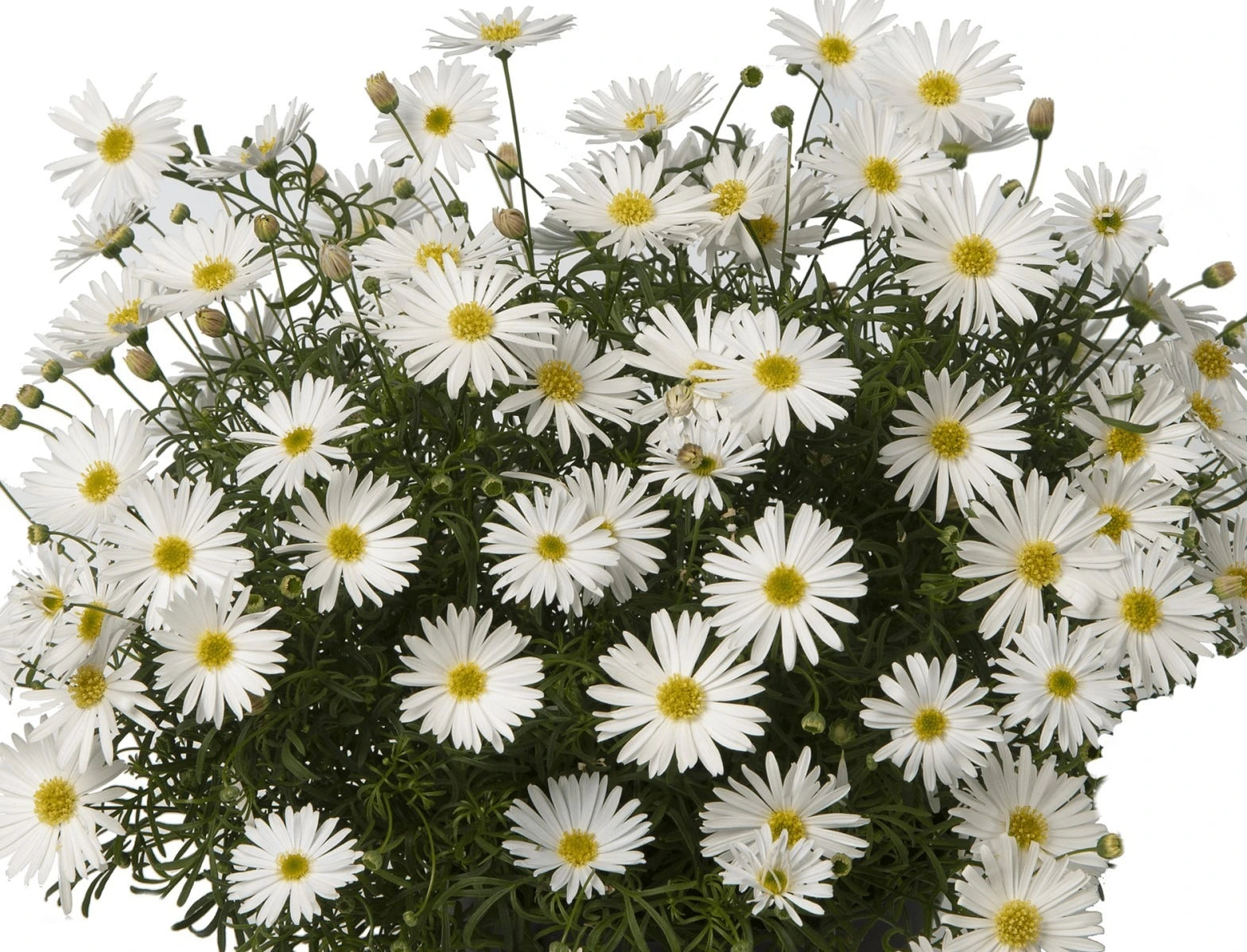 Brachyscome Surdaisy White 10.5cm