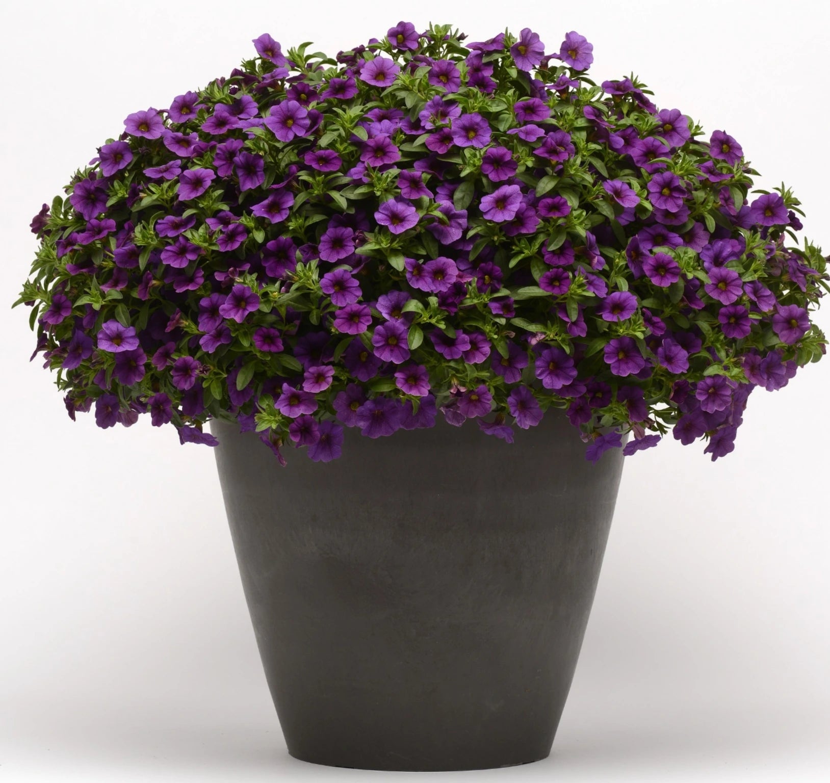 Calibrachoa Cabaret Blue Dark 10.5cm
