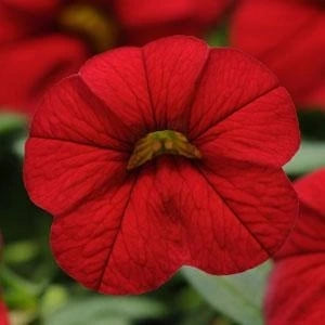 Calibrachoa Cabaret Red Bright 10.5cm