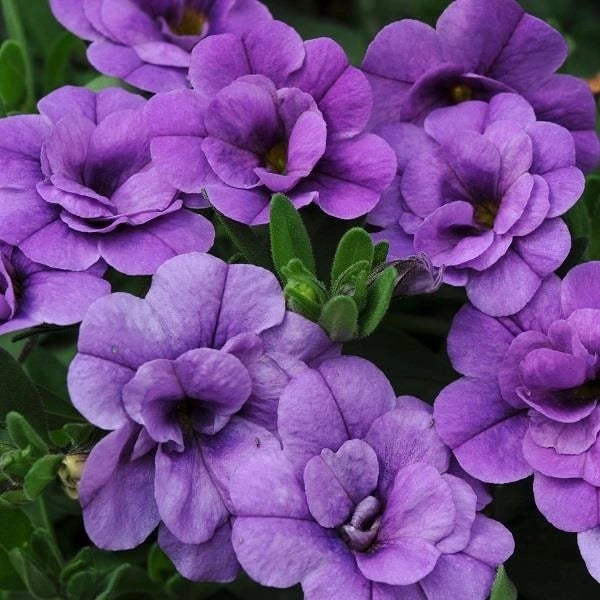 Calibrachoa Provence Blue 1L