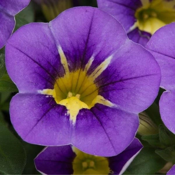 Calibrachoa Starlight Blue 1L