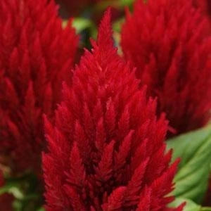 Celosia First Flame Red 3L