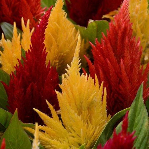 Celosia First Flame Trio 3L