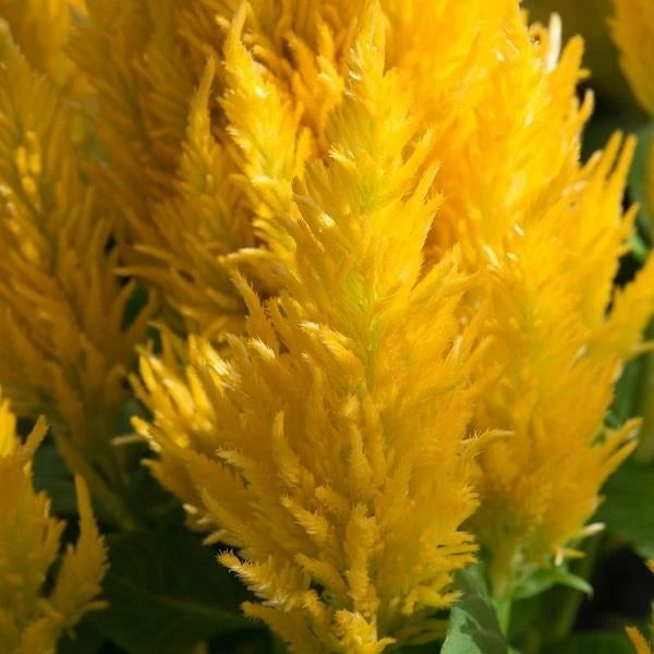 Celosia First Flame Yellow 3L