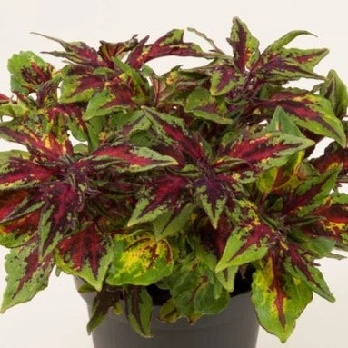 Coleus Flame Thrower Chili Pepper 1L
