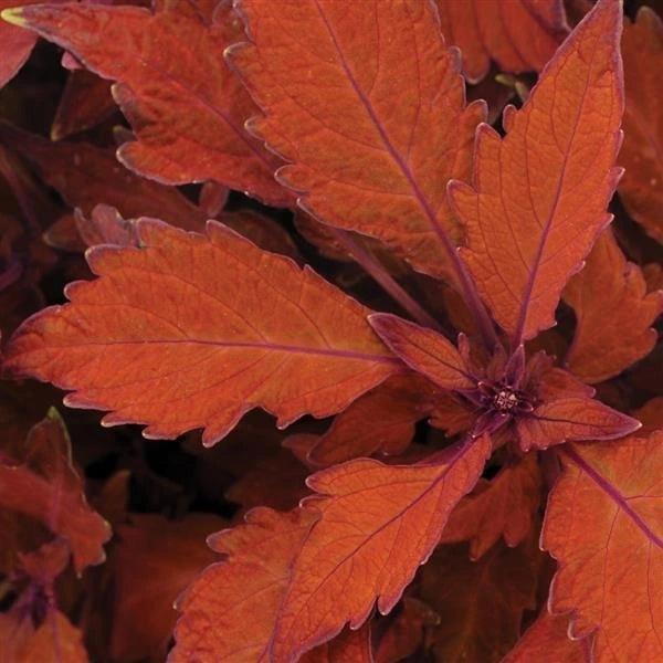 Coleus Flame Thrower Habanero 1L