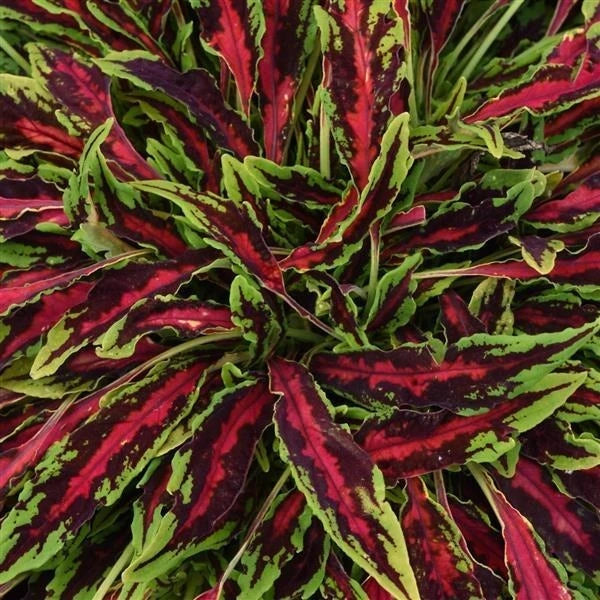 Coleus Spitfire 1L