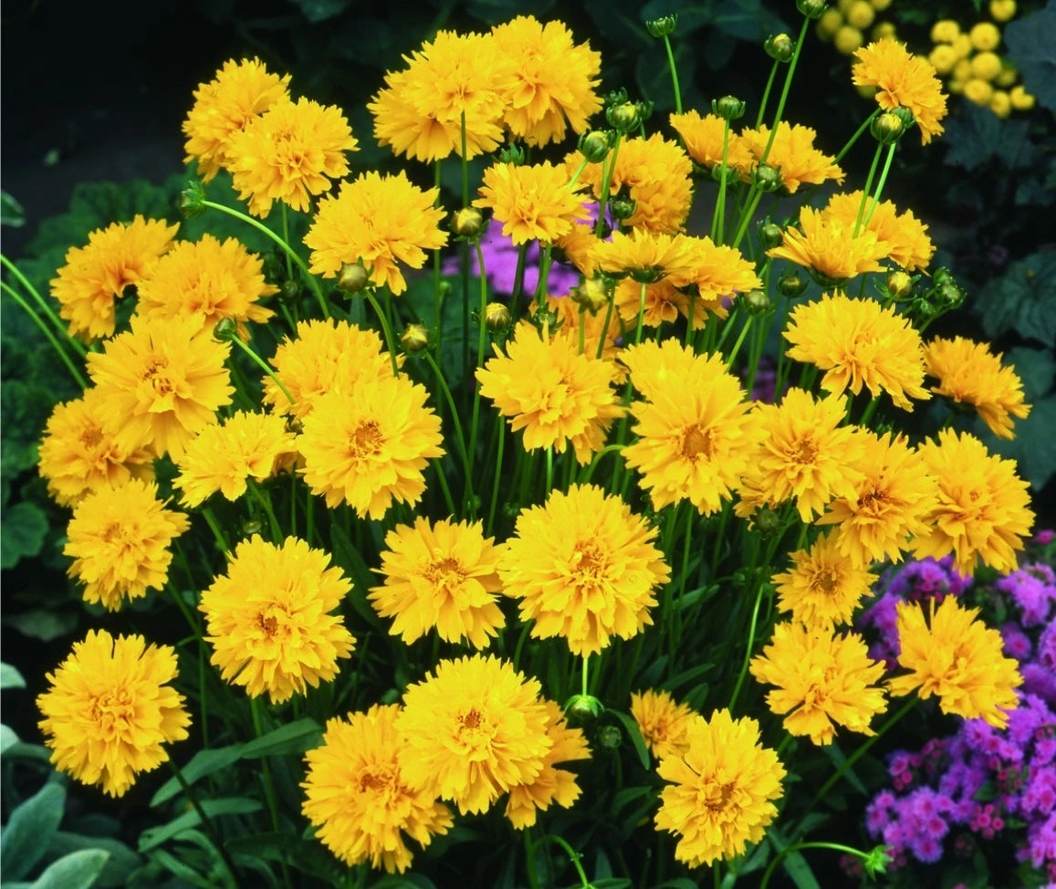 Coreopsis Grand. Early Sunrise 3L