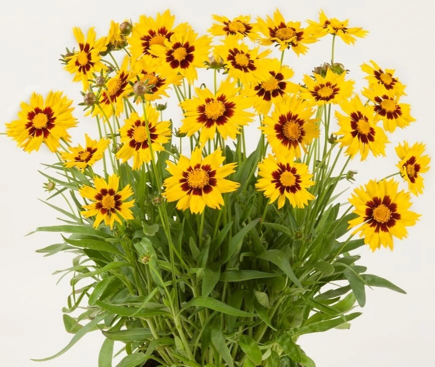 Coreopsis Grand. Sunkiss 3L