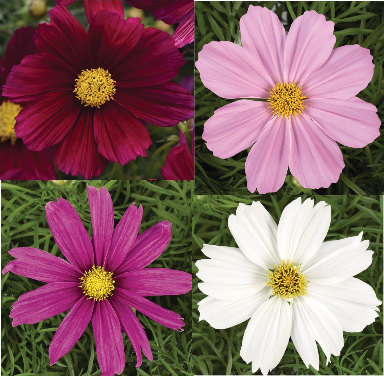 Cosmos Symphony Mix 3L
