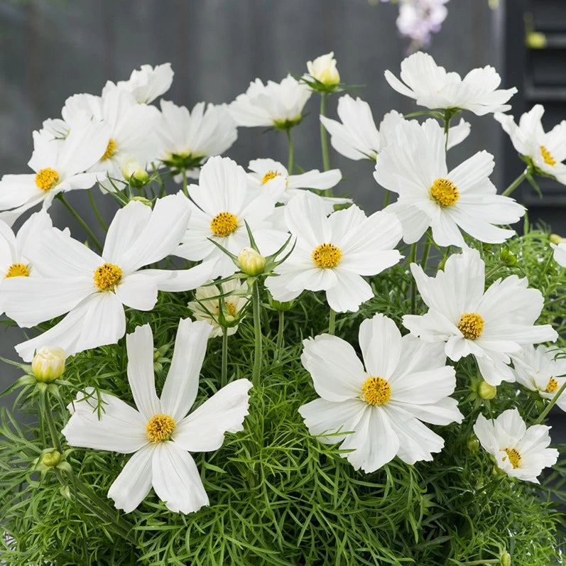 Cosmos Sonata White 4 Pack