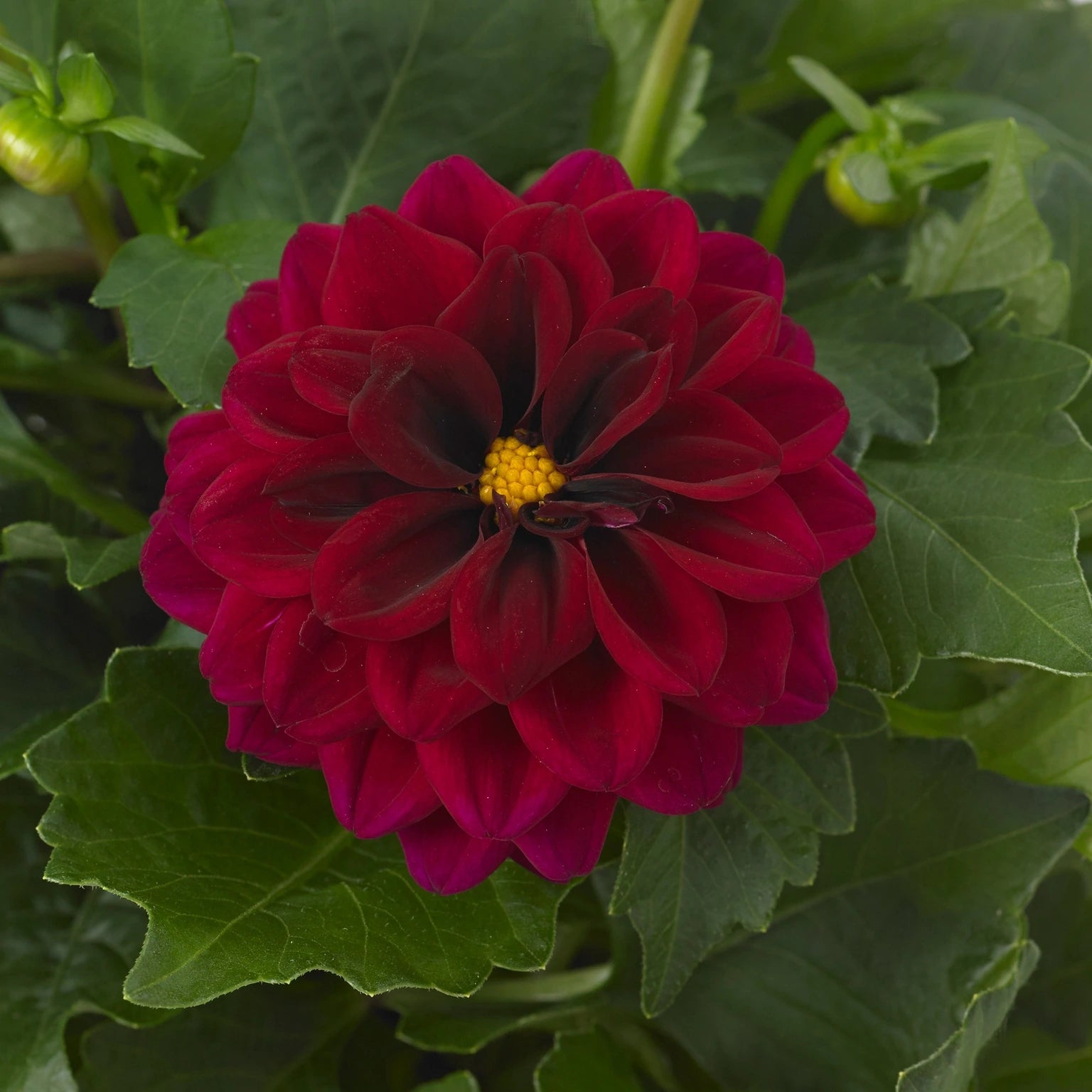 Dahlia Dahlietta Patty 4 Pack