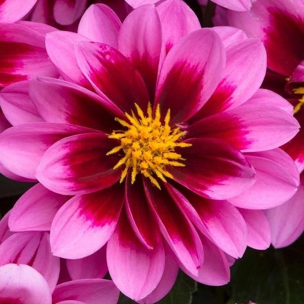 Dahlia Surprise Demi Jumbo 6 Pack