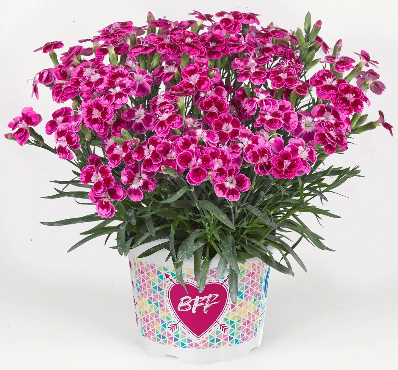 Dianthus BFF Purple Jumbo 6 Pack