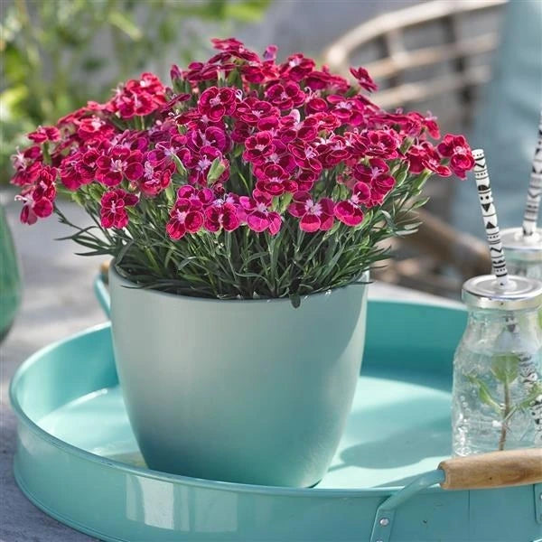 Dianthus BFF Red Jumbo 6 Pack