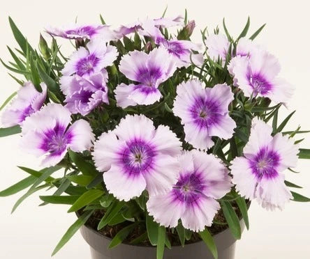 Dianthus Corona Lavender Picotee 6 Pack